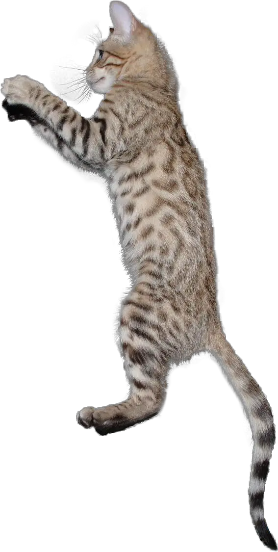  Cat Png Jumping Cat Png Cat Jumping Transparent Cat Jumping Transparent Background Cats Transparent Background