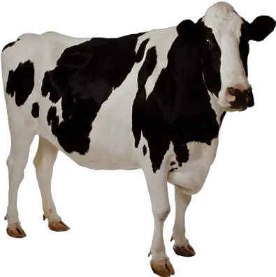  Transparent Cow Free Download Cow Transparent Background Png Transparent Backgrounds