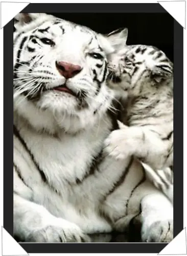  341 White Tiger And Cub Her Attitude Is Savage But Her Heart Png White Tiger Png