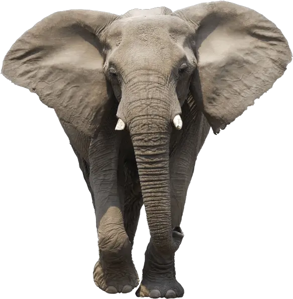  Elephant Face Transparent Png Elephant Png Elephant Transparent Background