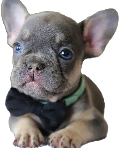  French Bulldog Puppy Png File All French Bulldog Puppy Png Bulldog Png