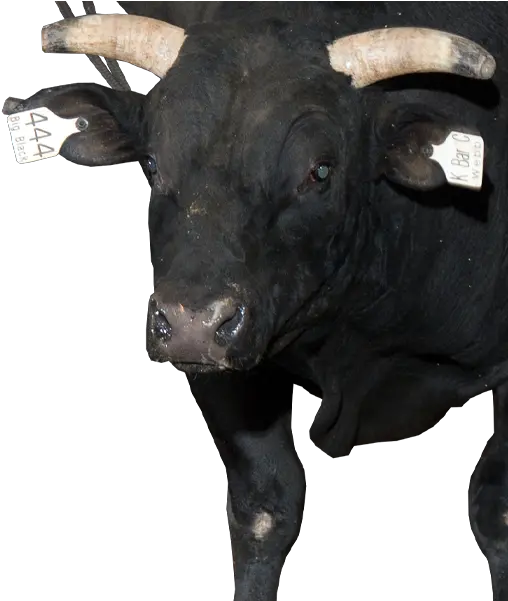  Pbr Bull Big Black Pbr Bull Big Black Png Black Bulls Logo