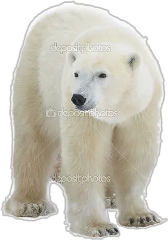  Transparent Background Problem In Polar Bear Clear Background Png Bear Transparent