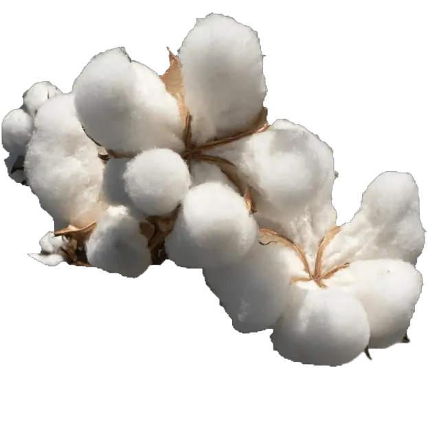  Cotton Png Free File Download Cotton Png Png File Download