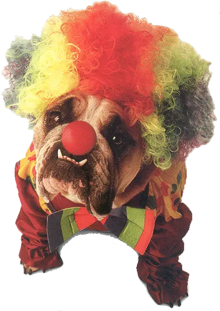  World Animal Beauti And Funny Dog Halloween Costumes Clown Dog Png Clown Wig Transparent