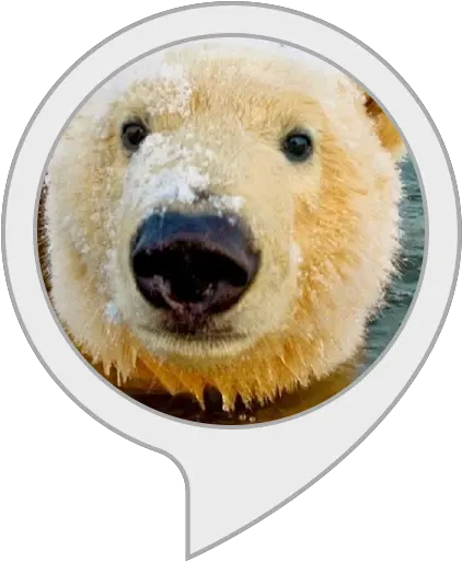  Alexa Skills Faroe Islands Polar Bear Png Polar Bear Transparent Background