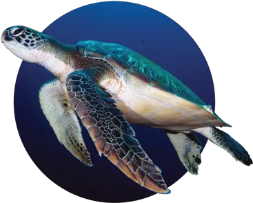  Texas Sea Turtle Nesting Season Gulf Coast Mariner Magazine Hawksbill Sea Turtle Png Sea Turtle Png