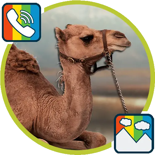  Camel Ringtones And Wallpapers U200c Google Play Ekranga Chiroyli Fonlar Png Camel Transparent Background