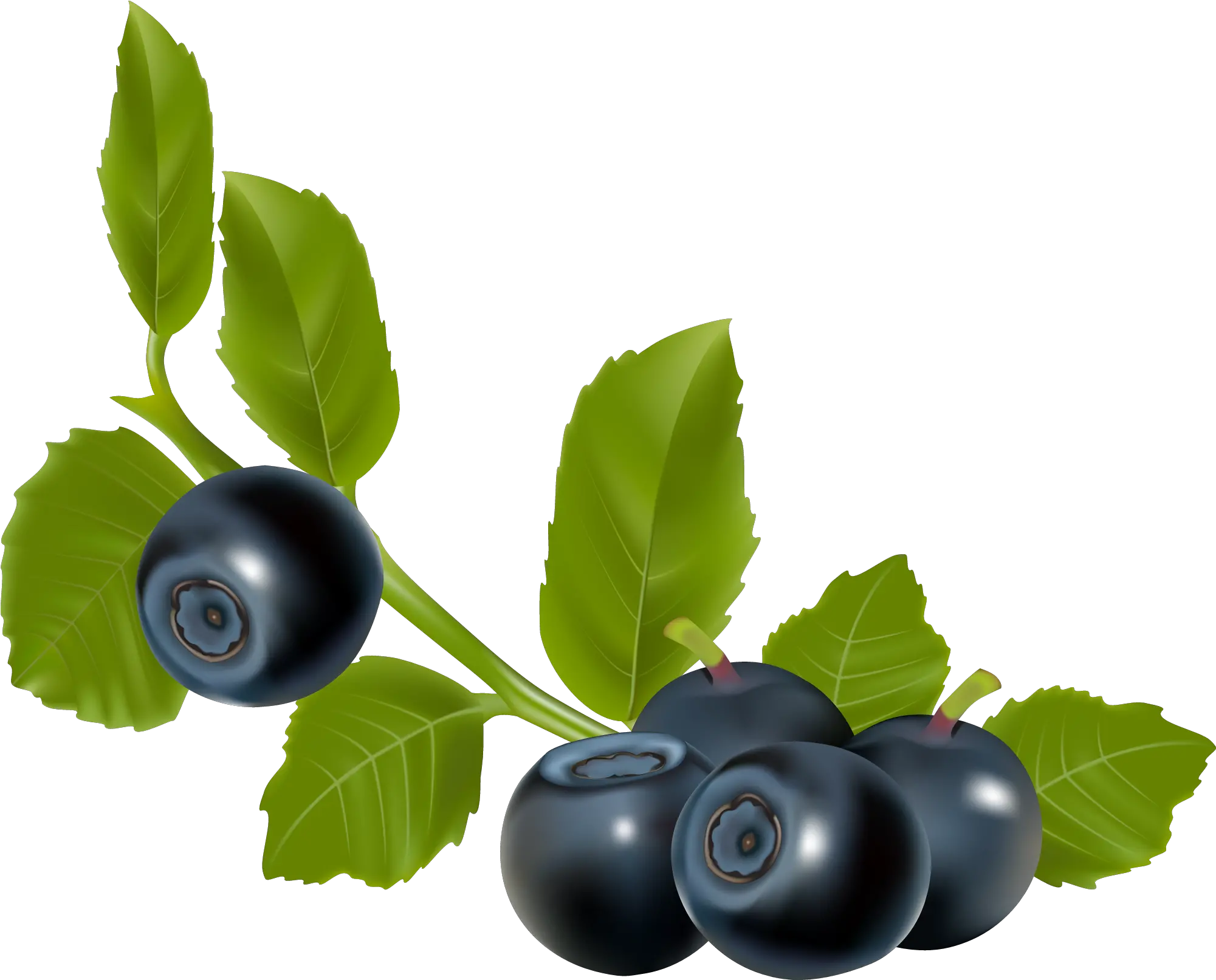  Blueberry Berry Stock Illustration In Eps And Png Format Blueberry Fruit Vector Berry Png