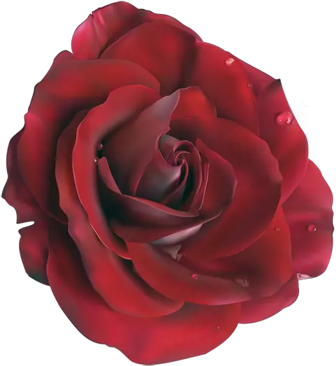  Rose Vector Clipart Red Realistic Rose Drawing Png Rose Vector Png