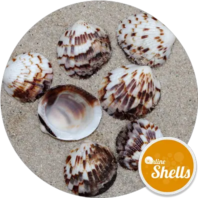  Download Tawny Owl Clam Shell Full Size Png Image Pngkit Collection Clam Png