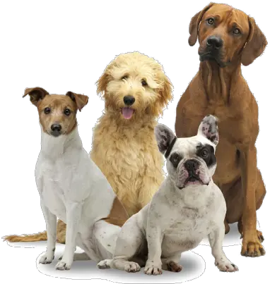  Group Of Dogs Png 5 Image Transparent Dog Group Png Dog With Transparent Background