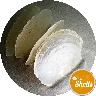  Capiz Shells 10cm Online Shells Buy Sea Shells Baltic Clam Png Seashell Transparent