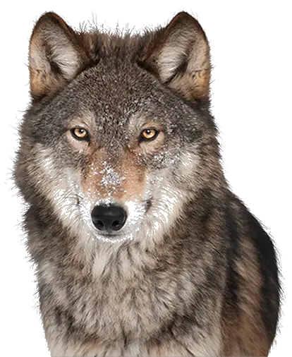  Dog Breed Puppy Companion Wolf With Transparent Background Png Wolf Head Png