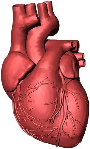  Heart Organ Png 5 Image 3d Human Heart Png Heart Organ Png