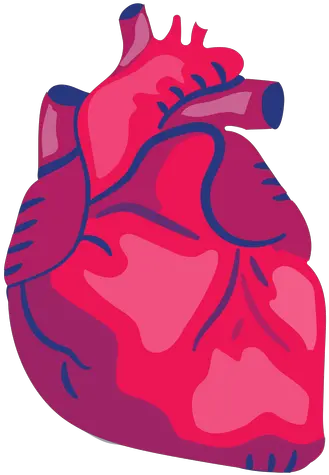  Transparent Png Svg Vector File Corazon Anatomico Dibujo Png Heart Organ Png