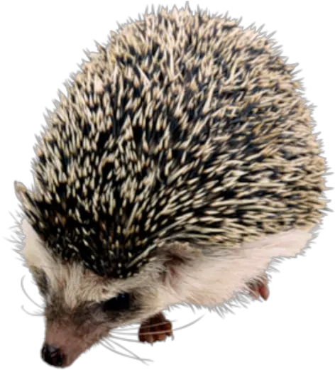  Png Transparent Background Image Hedgehog