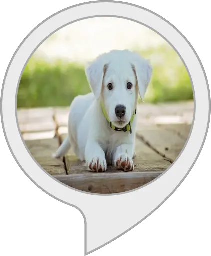  Amazoncom Dog Squeaky Toy Alexa Skills Png Icon