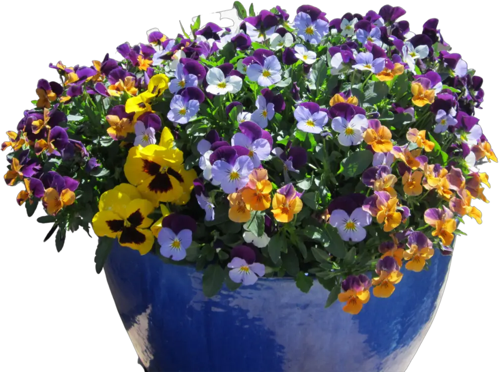 Desert Pots Archives The Potted Lovely Png Desert Plant Png