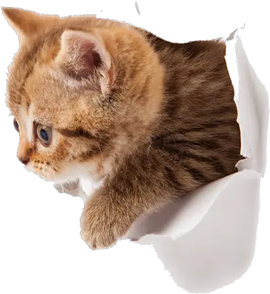  Kitten Png Transparent Images All Funny Cat Empty Background Cat With Transparent Background