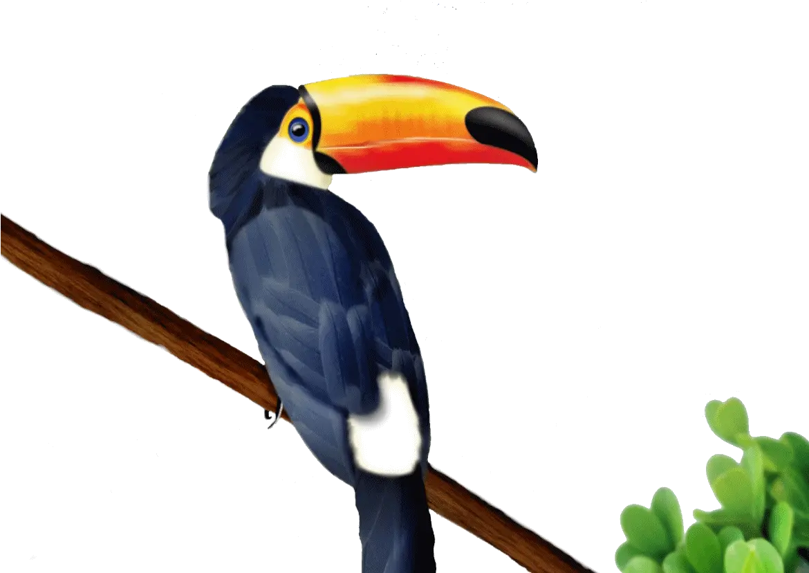  Download Hd Go To Image Toucan Png Transparent Png Image Vector Toucan Toucan Png