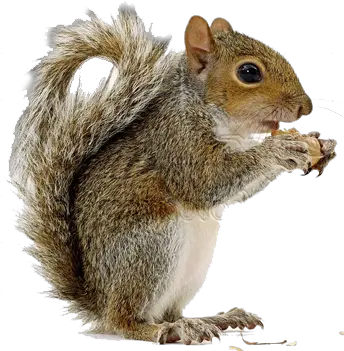  Squirrel High Quality Png Transparent Background Squirrels Png Squirrel Transparent Background