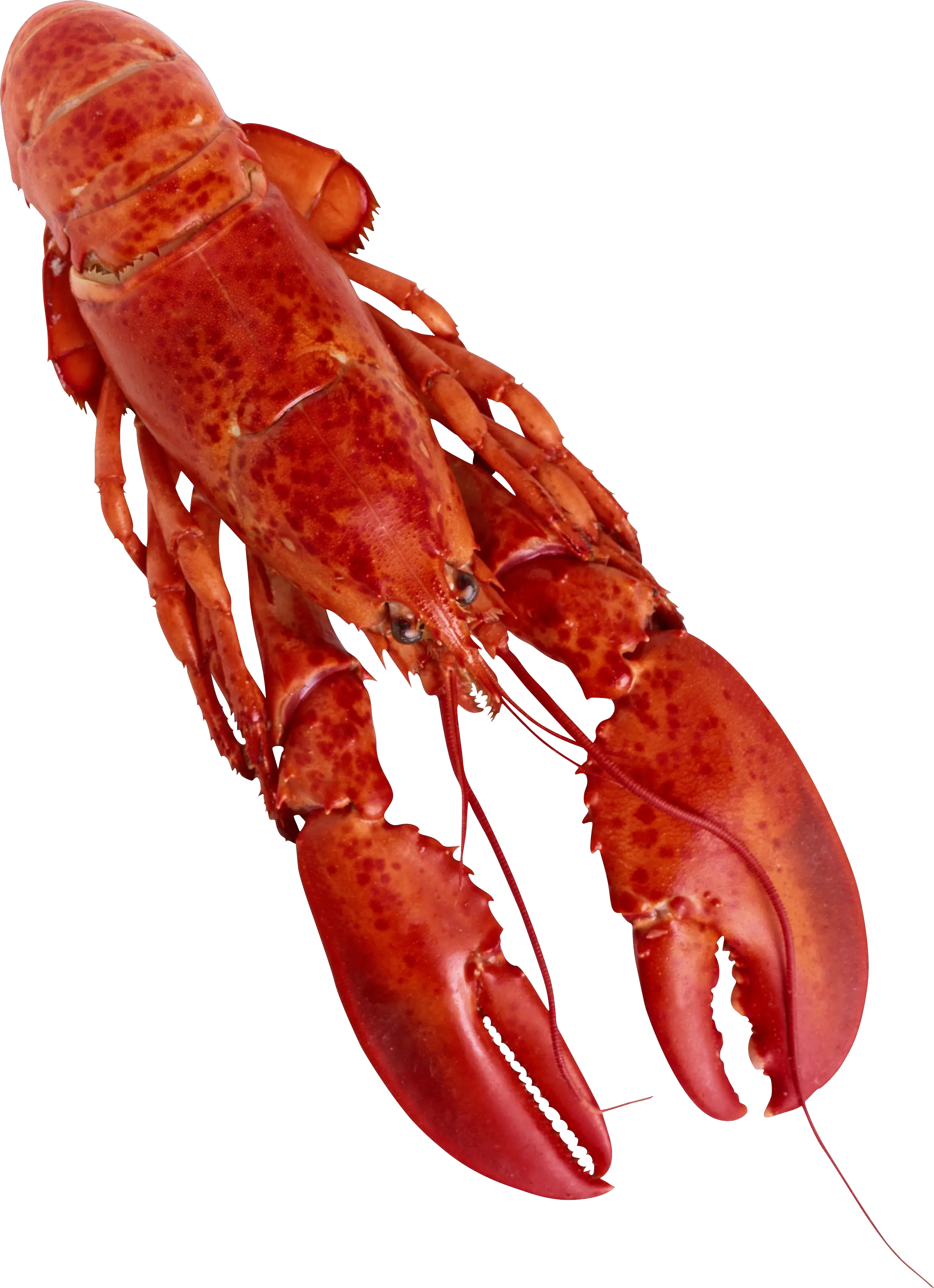  Crawfish Png Image Hummer 37 Photo Transparent Background Lobster Png Crawfish Png