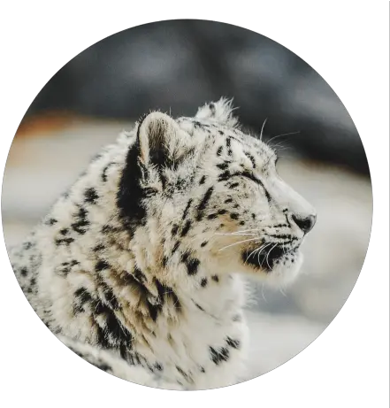  Milhamj Github Snow Leopard Wallpaper Aesthetic Png Snow Leopard Icon