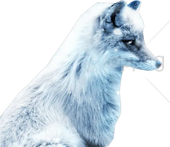  Download Arctic Snow Fox Png Images Background Snow Fox Snow Fox Art Snow Background Png