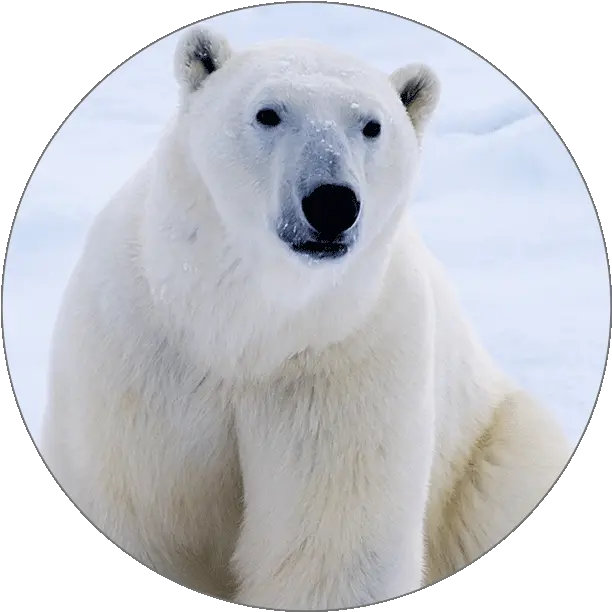  Animals Polar Bear Cutout Png Ice Bear Icon