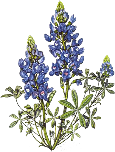  Slate Nominated For State Board Native Plant Society Texas Logo Png Blue Bonnet Icon