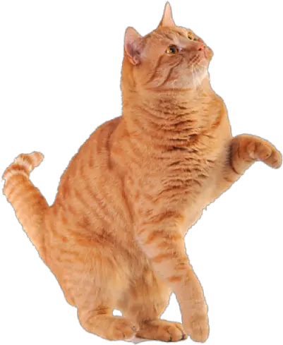  Download Free Png Orange Cat 97 Images In Collection Orange Cat Png Transparent Orange Cat Png