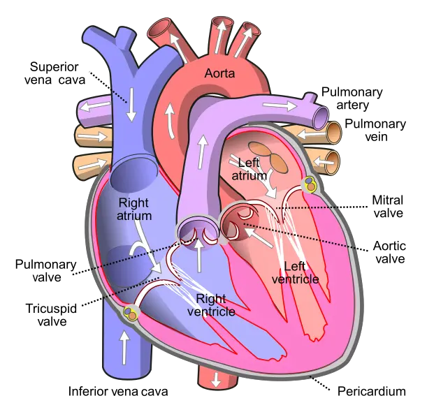  Inferior Vena Cava Parts Of The Heart Png Vein Png