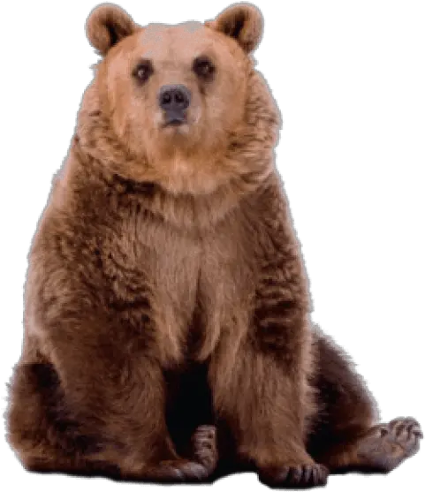  Download Free Png Bear Images Transparent Grizzly Bear Transparent Grizzly Bear Png Grizzly Bear Png