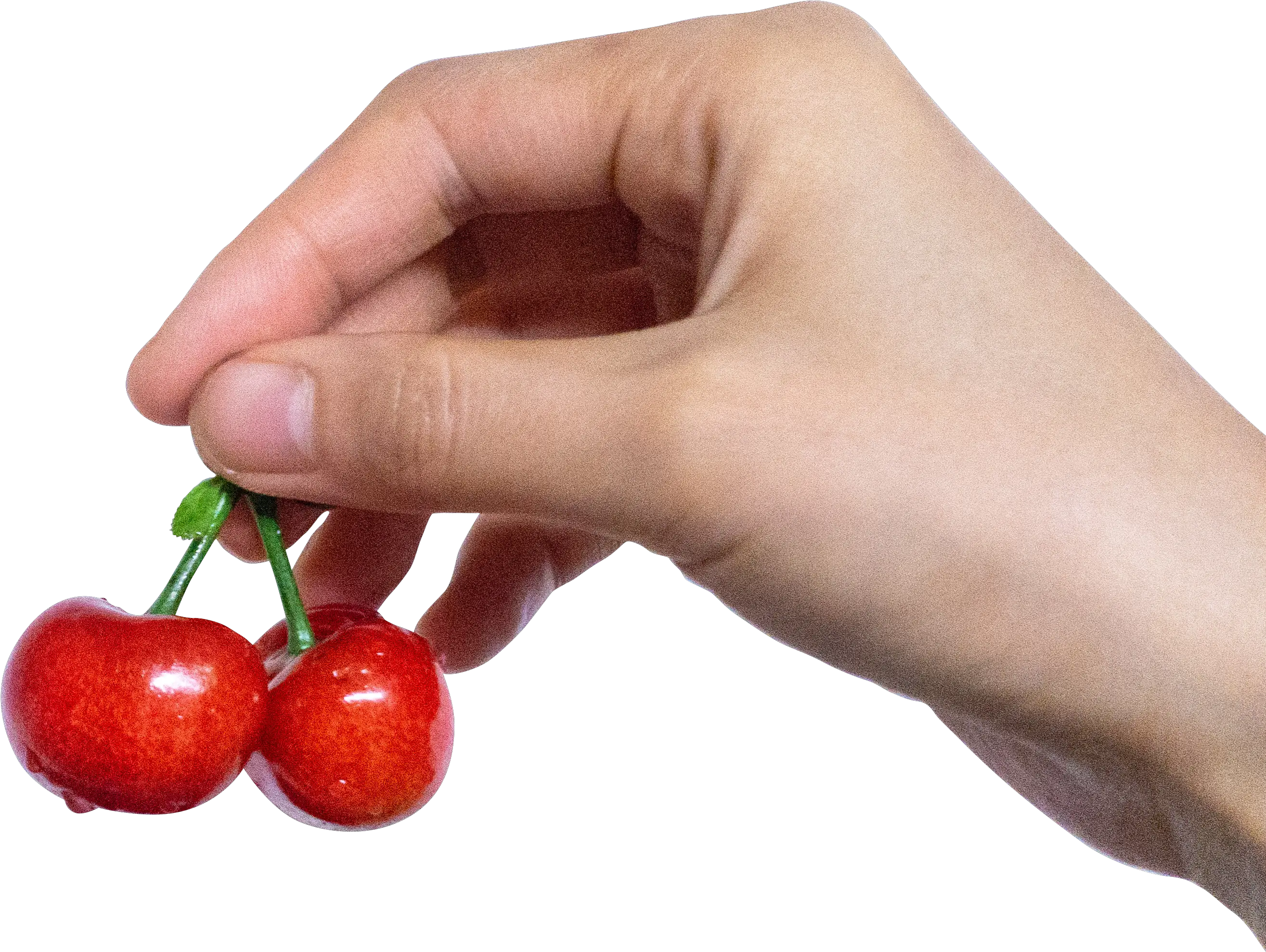  Berry Cherry In Hand Png