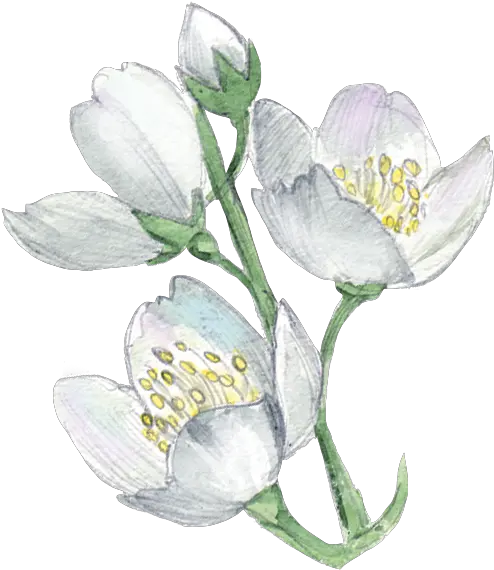  White Flower Plant Illustration Watercolor Flowers Png Freesia White Flowers Transparent Background