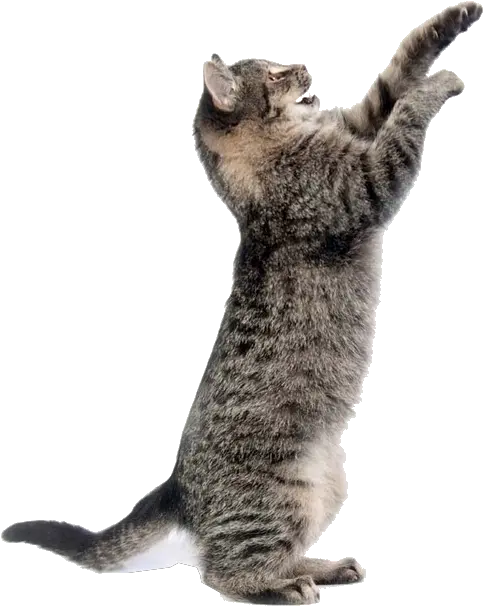  Png Image With Transparent Background Transparent Background Cats Png Cat Png Image