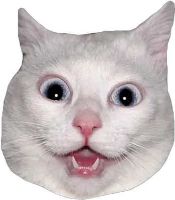  White Cat Head Meme Transparent Png Drivers License Photo Meme Meme Png