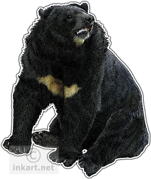  Download Asian Black Bear Decal Drawing Png Image With No Drawing Black Bear Png