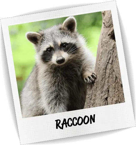  Raccoon U2013 Blue Chip Pest Services Baby Raccoon Png Raccoon Transparent