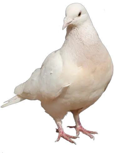  Download Hd White Doves Png Picsart Pigeon Png Hd White Doves Png