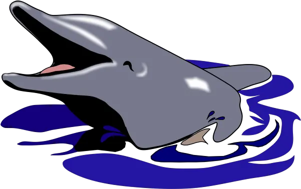  Dolphin Dolphin Mouth Open Clipart Png Open Mouth Png