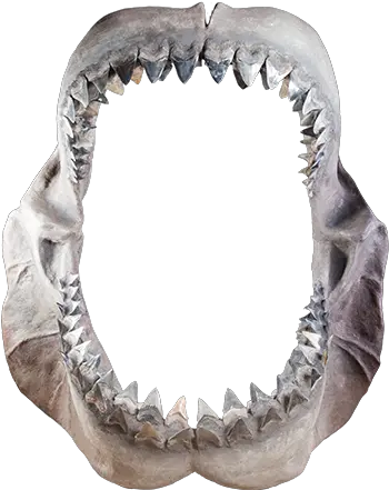  Whatu0027s Inside Ripleyu0027s Believe It Or Not Amsterdam Fang Png Shark Teeth Png