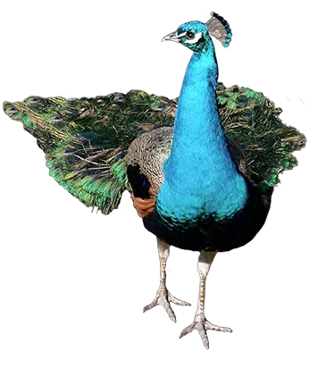  Download Front Peacock Png Image Peacock Front View Png Peacock Png