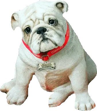  Dog Gif Picmix Englische Bulldogge Welpen Png Transparent Dog Gif