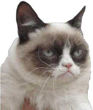  Grumpy Cat Transparent Png Images Grumpy Cat Png Grumpy Cat Png