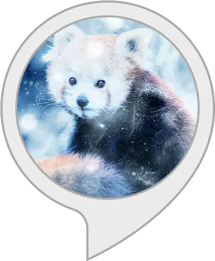  Amazoncom Red Panda Facts Alexa Skills Wall Clock Png Red Panda Transparent