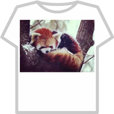  Red Panda Donation Roblox Pepsi T Shirt Roblox Png Red Panda Transparent