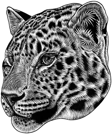  Ink Drawings Amur Leopard Transparent Png Snow Leopard Png