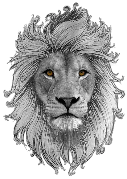  Leo Transparent Background Png Play African Lion Lion Head Transparent